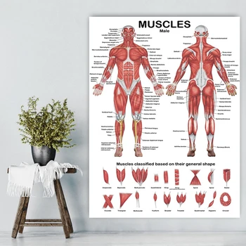 Y1UB Profissional Humanos Sistema Muscular Anatômica Gráfico Muscular Humana Anatomia Cartaz para Palestra sobre a Educação 19.69
